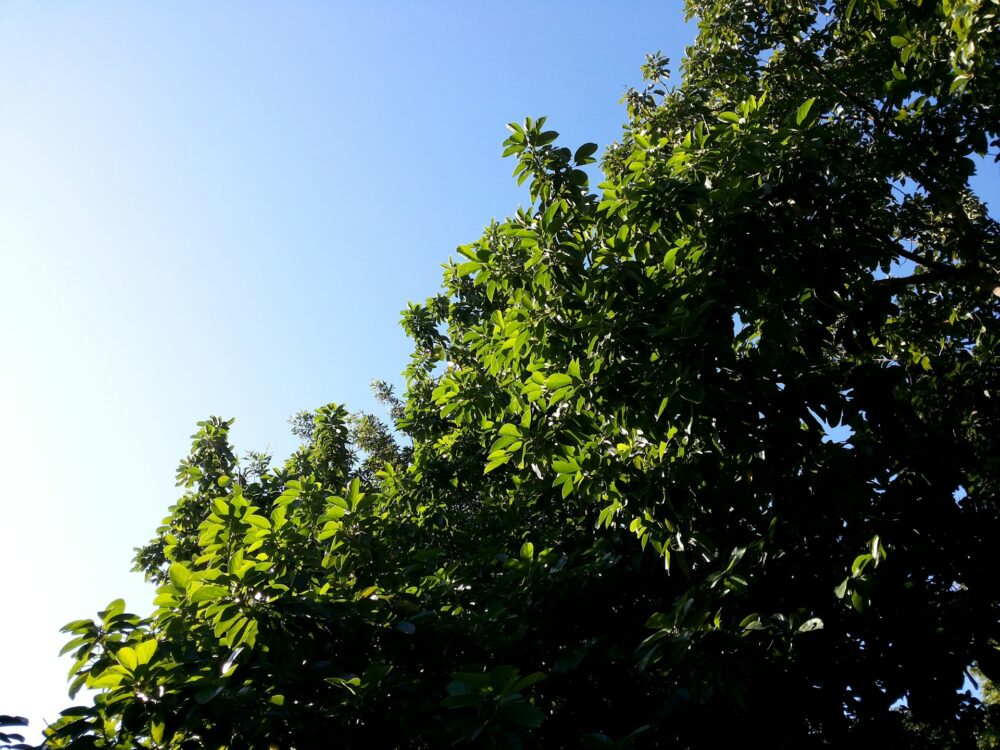 木々と青空